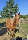 Colt Anglo-Arabian For sale 2024 Chesnut