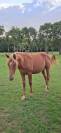 Colt Anglo-Arabian For sale 2024 Chesnut