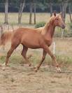Colt Anglo-Arabian For sale 2024 Chesnut
