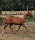 Colt Anglo-Arabian For sale 2024 Chesnut
