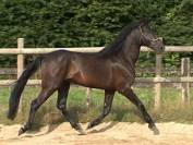 Magnifique hongre PRE (PP) noir. 1m54. 4ans. 6000E