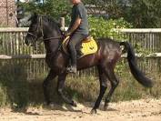 Magnifique hongre PRE (PP) noir. 1m54. 4ans. 6000E