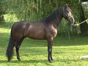 Magnifique hongre PRE (PP) noir. 1m54. 4ans. 6000E