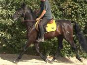 Magnifique hongre PRE (PP) noir. 1m54. 4ans. 6000E