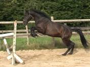 Magnifique hongre PRE (PP) noir. 1m54. 4ans. 6000E