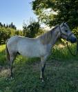 À vendre PP Camargue 1an