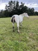 Poulinière apaloosa