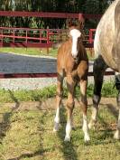 Top foal ALLROAD Z (frère DOMINATOR Z) x BALOU DU ROUET