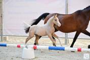 Foal male palomino 