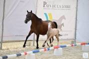 Foal male palomino 