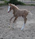 Foal male palomino 