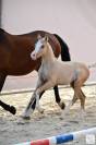 Foal male palomino 