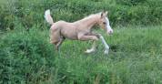 Foal male palomino 