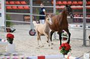 Foal male palomino 