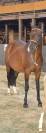 Foal male palomino 