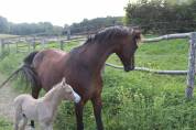 Foal male palomino 