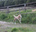 Foal male palomino 