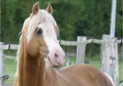 Foal male palomino 