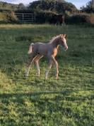 Foal male palomino 