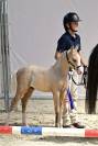 Foal male palomino 