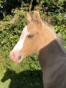 Foal male palomino 