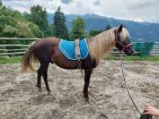 Vends poulain Rocky Mountain 3 ans entier silver