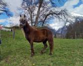 Vends poulain Rocky Mountain 3 ans entier silver