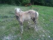 Vends poulain Rocky Mountain 3 ans entier silver