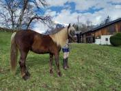 Vends poulain Rocky Mountain 3 ans entier silver