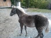 Vends poulain Rocky Mountain 3 ans entier silver