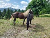 Vends poulain Rocky Mountain 3 ans entier silver