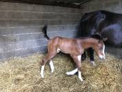 Poste stagiaire cavalier galop 7