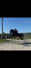 Cheval à vendre Jeune ps de 4 ans