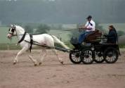 Jeunes chevaux manipulés de qualité