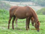 Jeunes chevaux manipulés de qualité