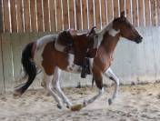 TIME - Hongre paint horse bay de 4 ans débourré