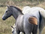 Foal Connemara 