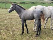 Foal Connemara 