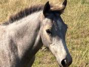 Foal Connemara 