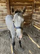 Foal Connemara 