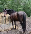 Cheval 11 ans dressage loisir