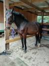 Cheval 11 ans dressage loisir