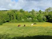 Pension chevaux - Le Vallon des Oréades