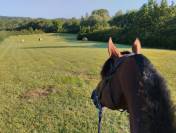 Pension chevaux - Le Vallon des Oréades