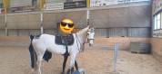 A vendre super cheval 