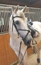 A vendre super cheval 