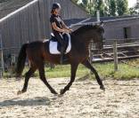 Hongre PRE 7 ans 1m70 - Top Dressage