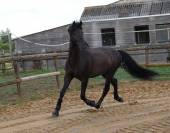 Hongre PRE 7 ans 1m70 - Top Dressage