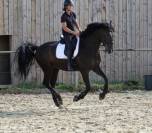 Hongre PRE 7 ans 1m70 - Top Dressage