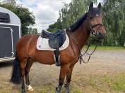 Super poney de sport cso ou dressage à vendre